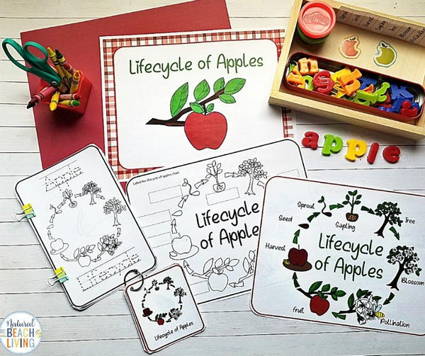 Apple Tree Life Cycle Activities – shop natural beach living for Apple Life Cycle Printable Free