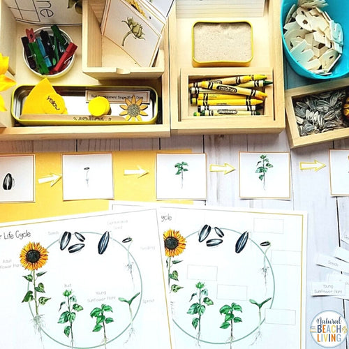 Sunflower Unit Study, Sunflower Life Cycle, Parts of Sunflower, Montessori and Charlotte Mason inspired