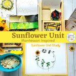 Sunflower Unit Study, Sunflower Life Cycle, Parts of Sunflower, Montessori and Charlotte Mason inspired