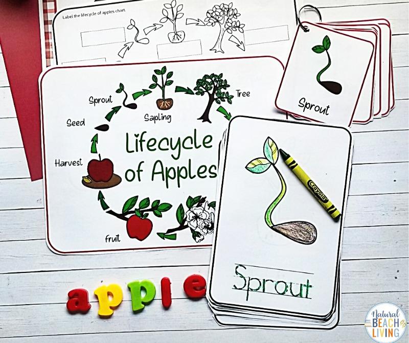 Apple Tree Life Cycle Activities โ shop natural beach living apple-tree-life-cycle-activities-shop-natural-beach-living
