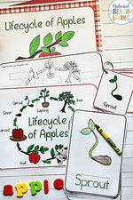 Apple Tree Life Cycle Activities