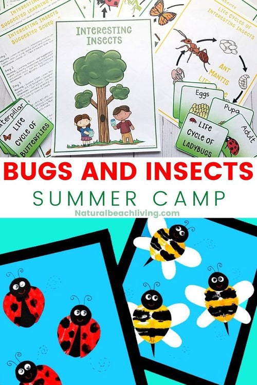 Bugs and Insects Summer Camp Theme