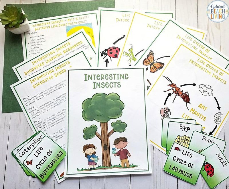 Bugs and Insects Summer Camp Theme