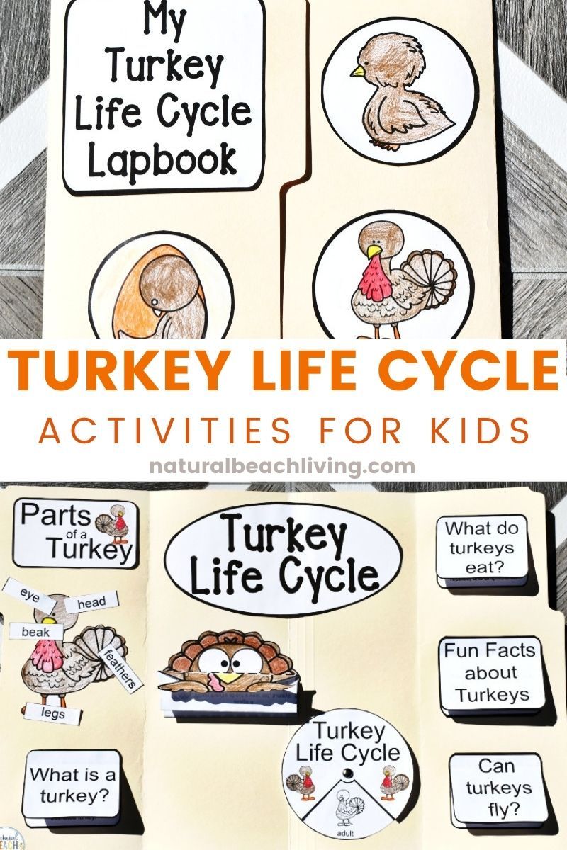 turkey-life-cycle-lapbook-interactive-notebook-shop-natural-beach-living for Free Printable Life Cycle Of A Turkey Turkey Life Cycle Lapbook / Interactive Notebook – shop natural beach living for Free Printable Life Cycle Of A Turkey