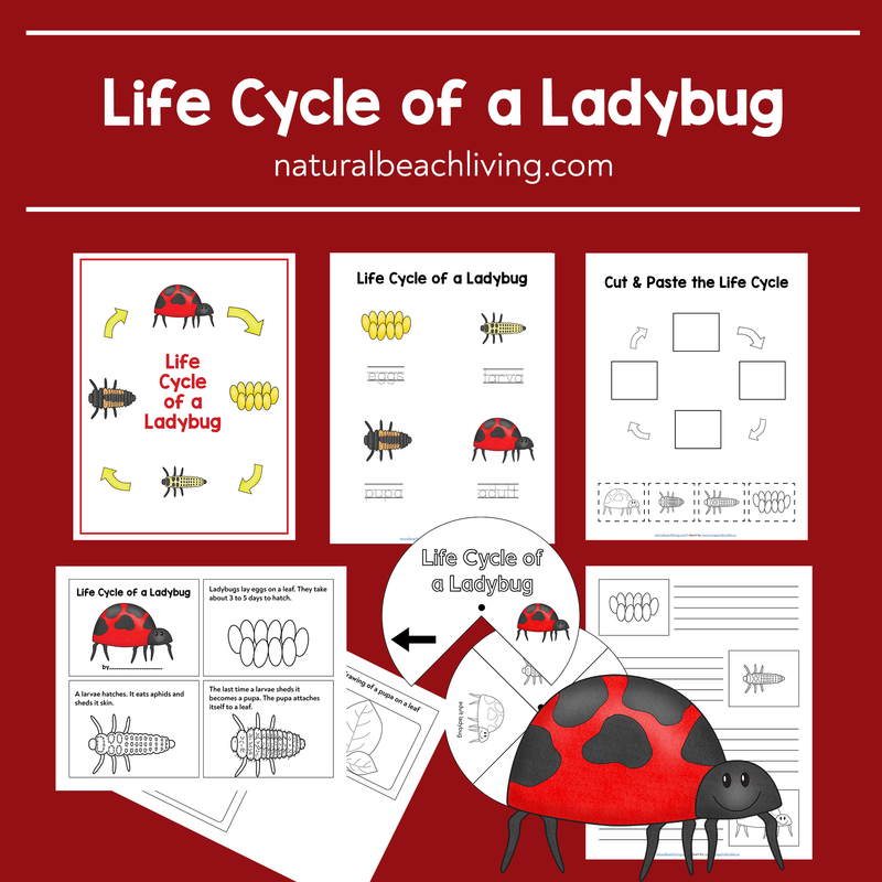 Ladybug Life Cycle Worksheets and Activities