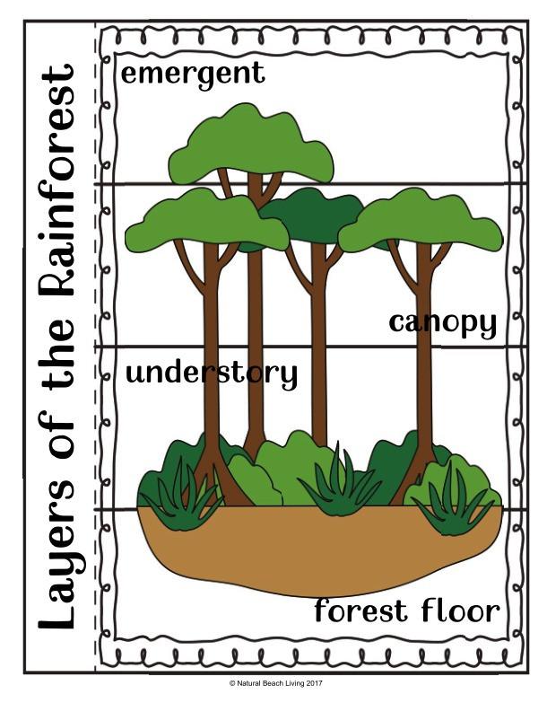 Rainforest Layers Worksheet
