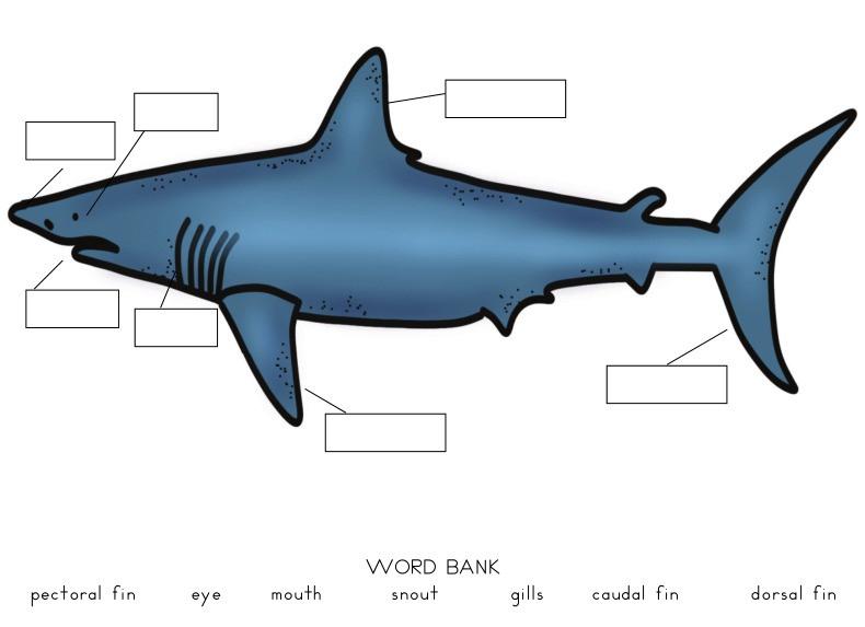 Shark Activities for Kids with Free Printables - Natural Beach Living